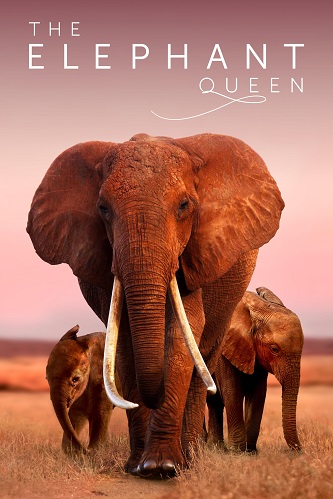   / The Elephant Queen (2019) WEB-DL-HEVC 2160p | 4K | Dolby Vision Profile 5 | SDI Media