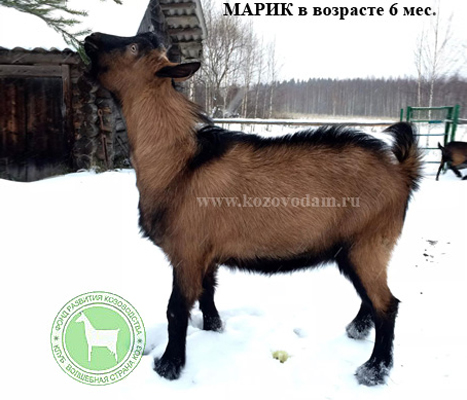 Марик 2 Марина Родина.jpg