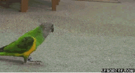 50c3ca0010bb99477ec92d0a4ae.gif