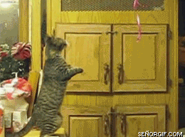 1111.gif