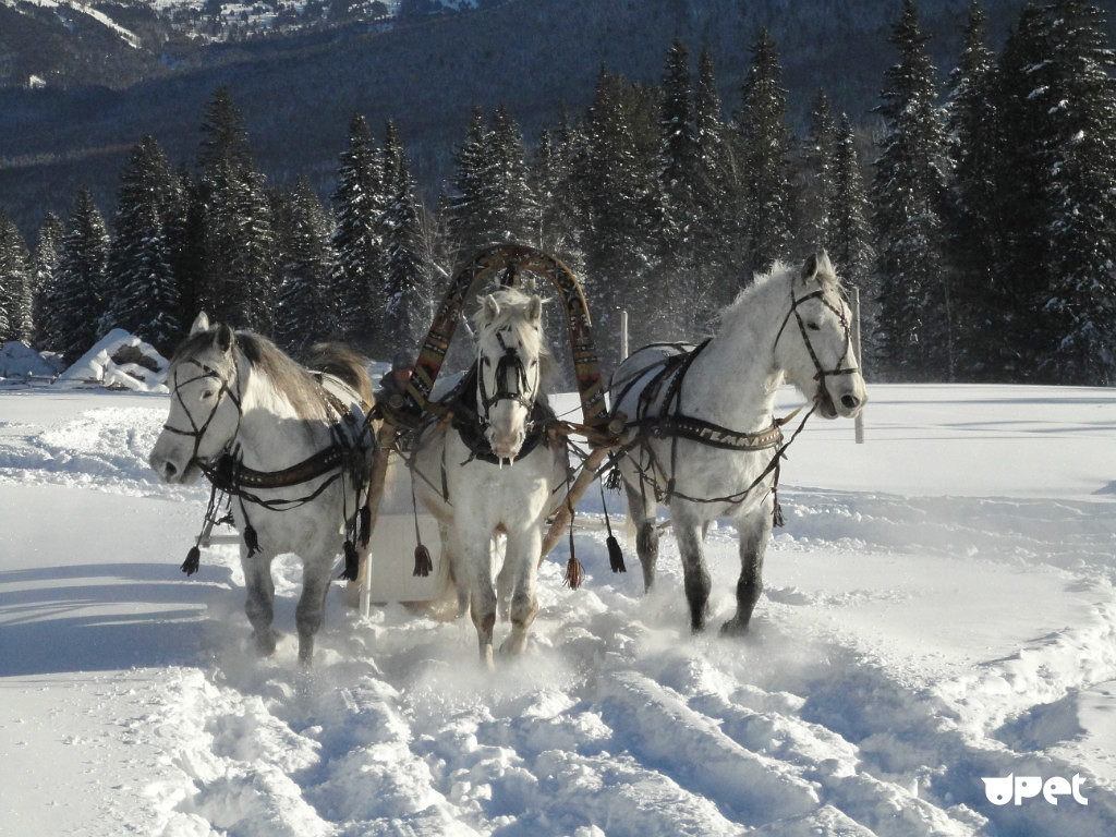 Белые лошадки песня. Зимняя тройка Васнецов. Тройка лошадей зимой. Тройка белых лошадей. Тройка коней.
