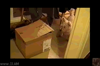 1259577700_gif_1.gif