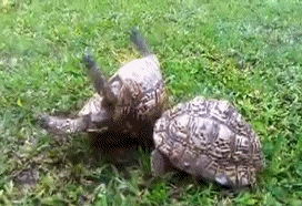 11_300889.gif