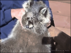Я красивый. Правда, очень стеснительный..gif
