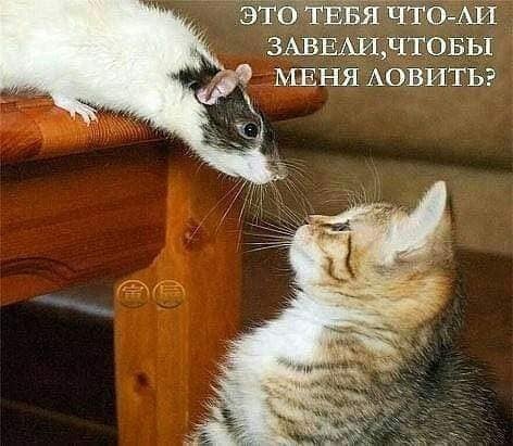 kv_sIlPiDv0.jpg