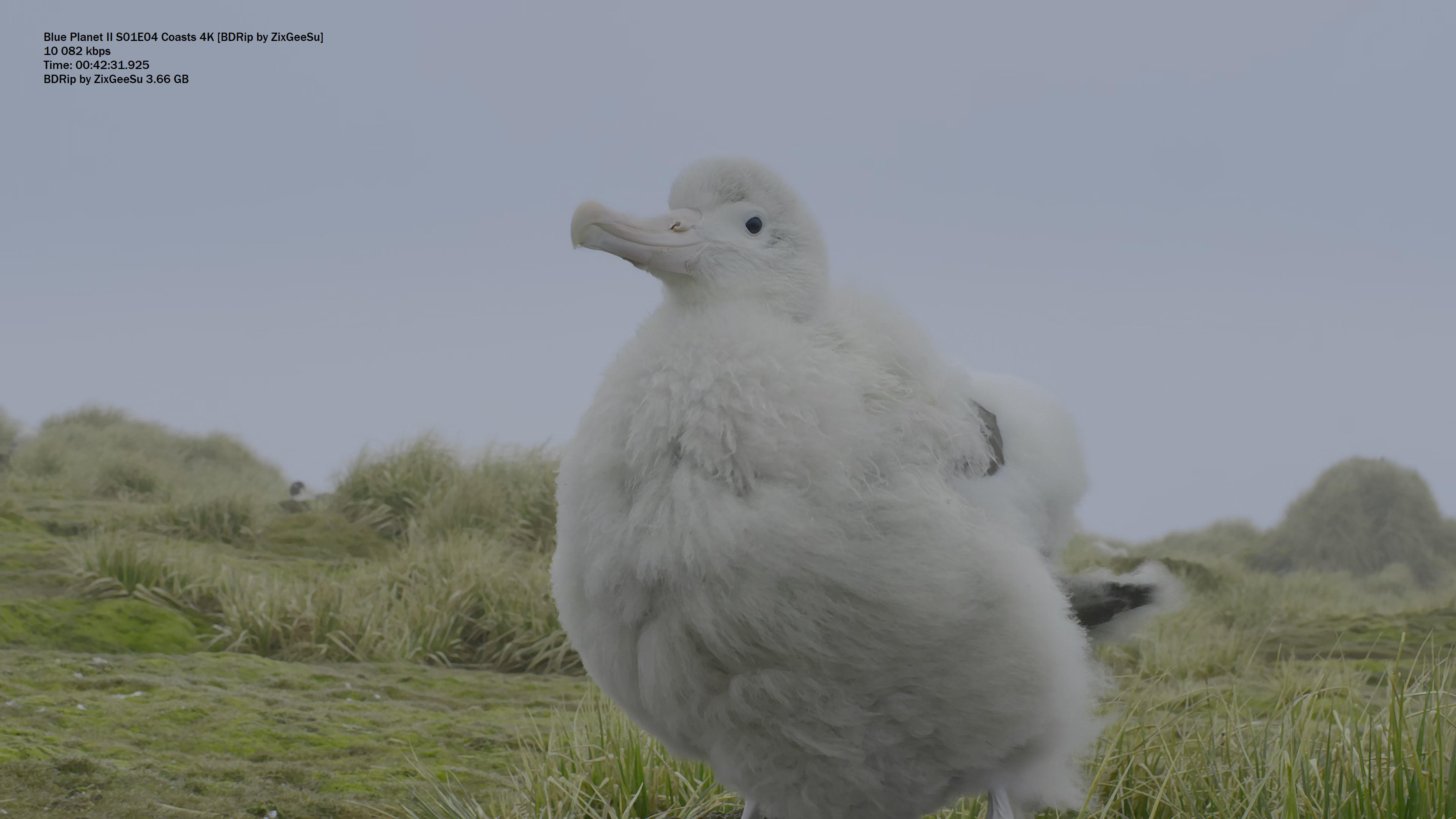 Blue Planet II S01E04 Coasts 4K [BDRip by ZixGeeSu].mkv_snapshot_42.31.925 98q.jpg