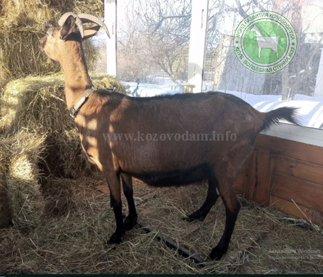 Жизель 1 Александр Заборье.jpg