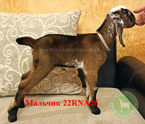 Козлик NM23000999D 2  Нелина.jpg