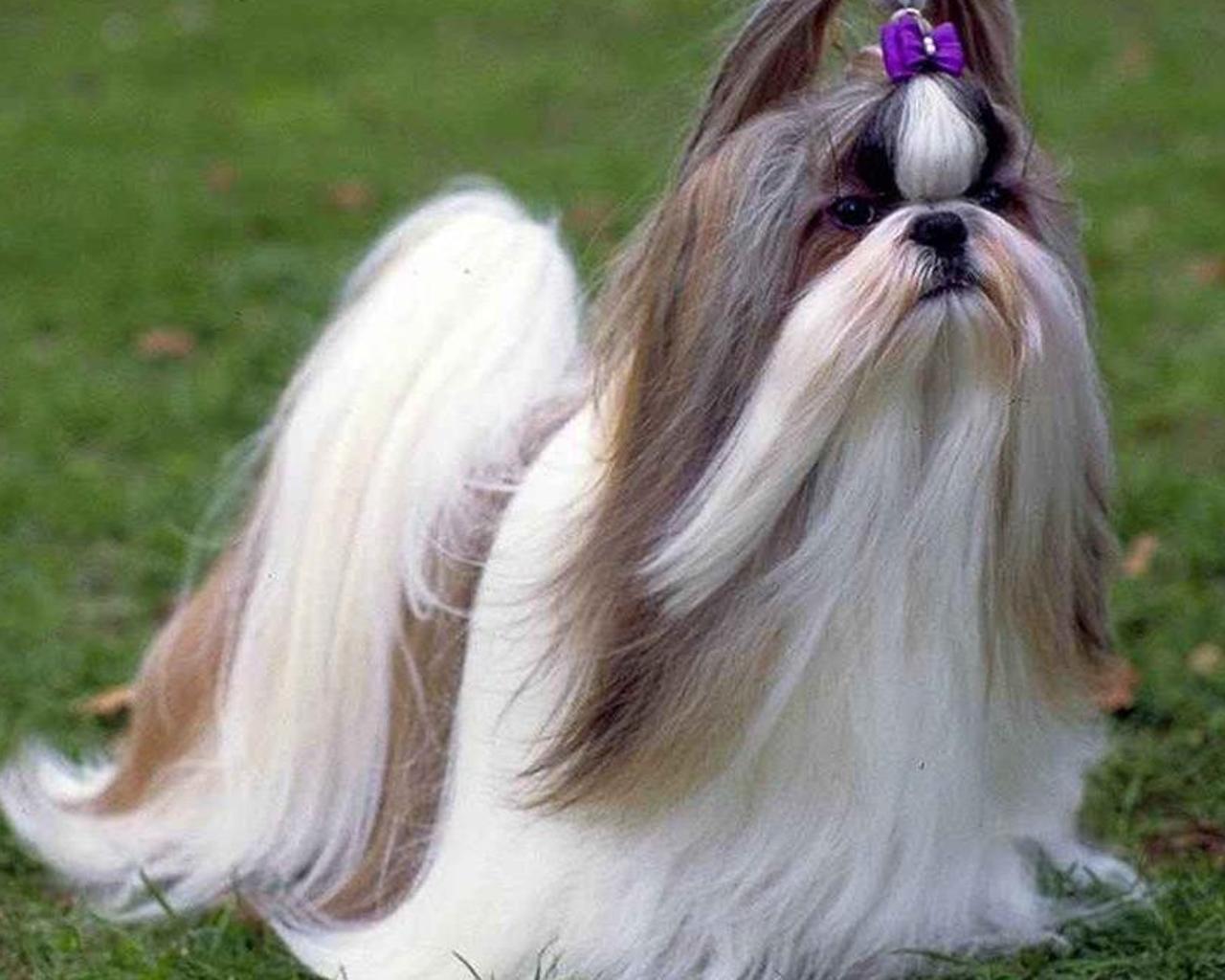 Ши тцу собака описание породы. Ши-тцу собака. Китайская порода собак ши-тцу. Порода собак ши-тцу фото. Шицу порода.