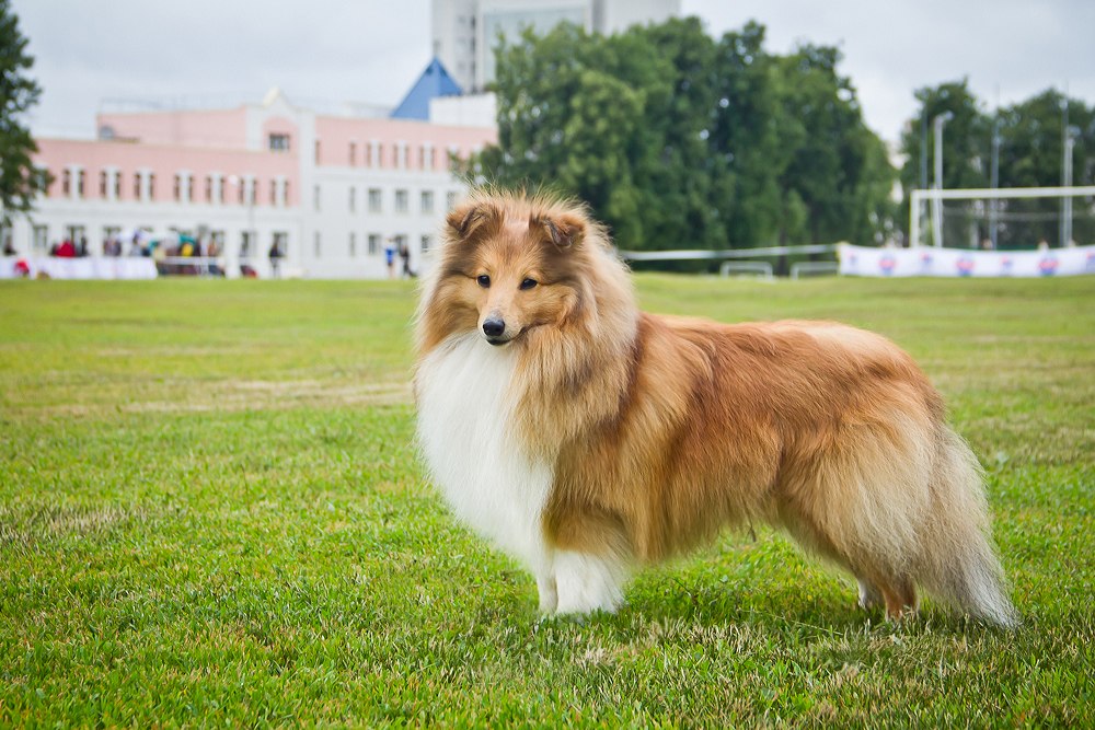 шелти собака