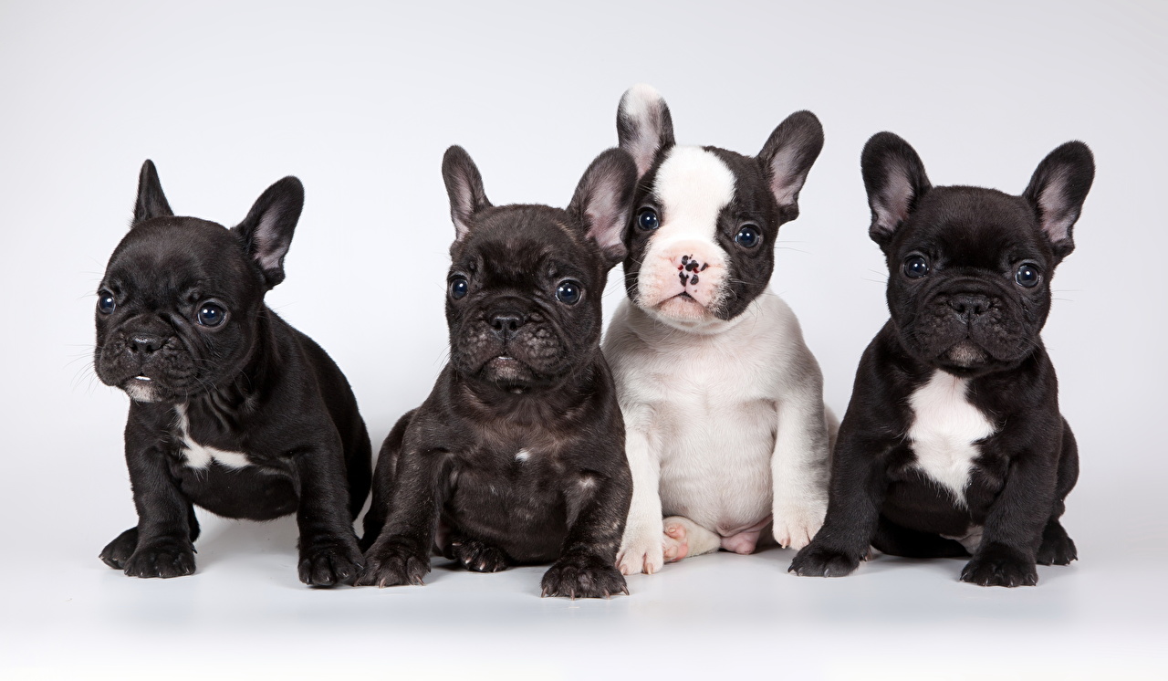 французский бульдог фото щенков