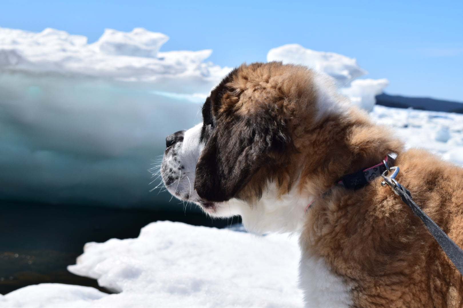 сенбернар