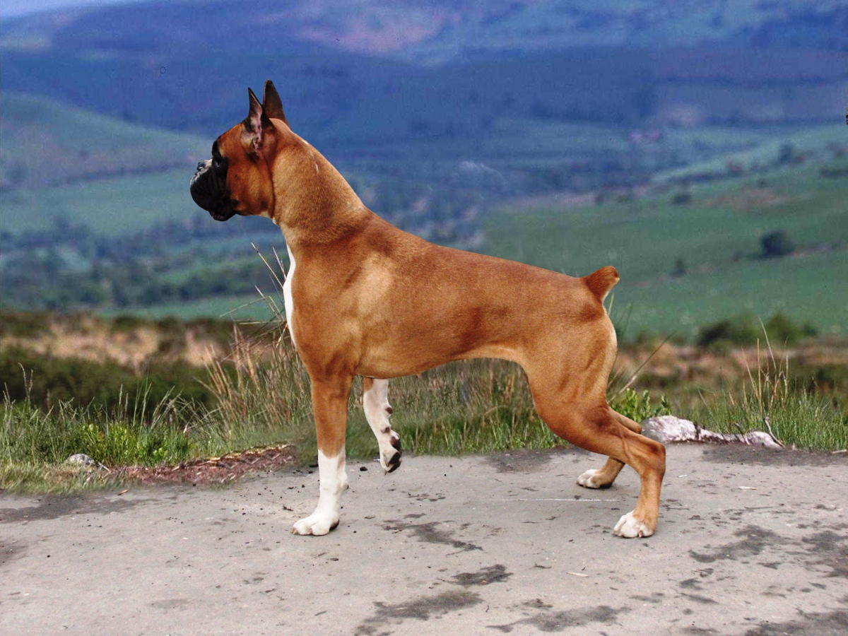 Собака породы боксер фото описание породы