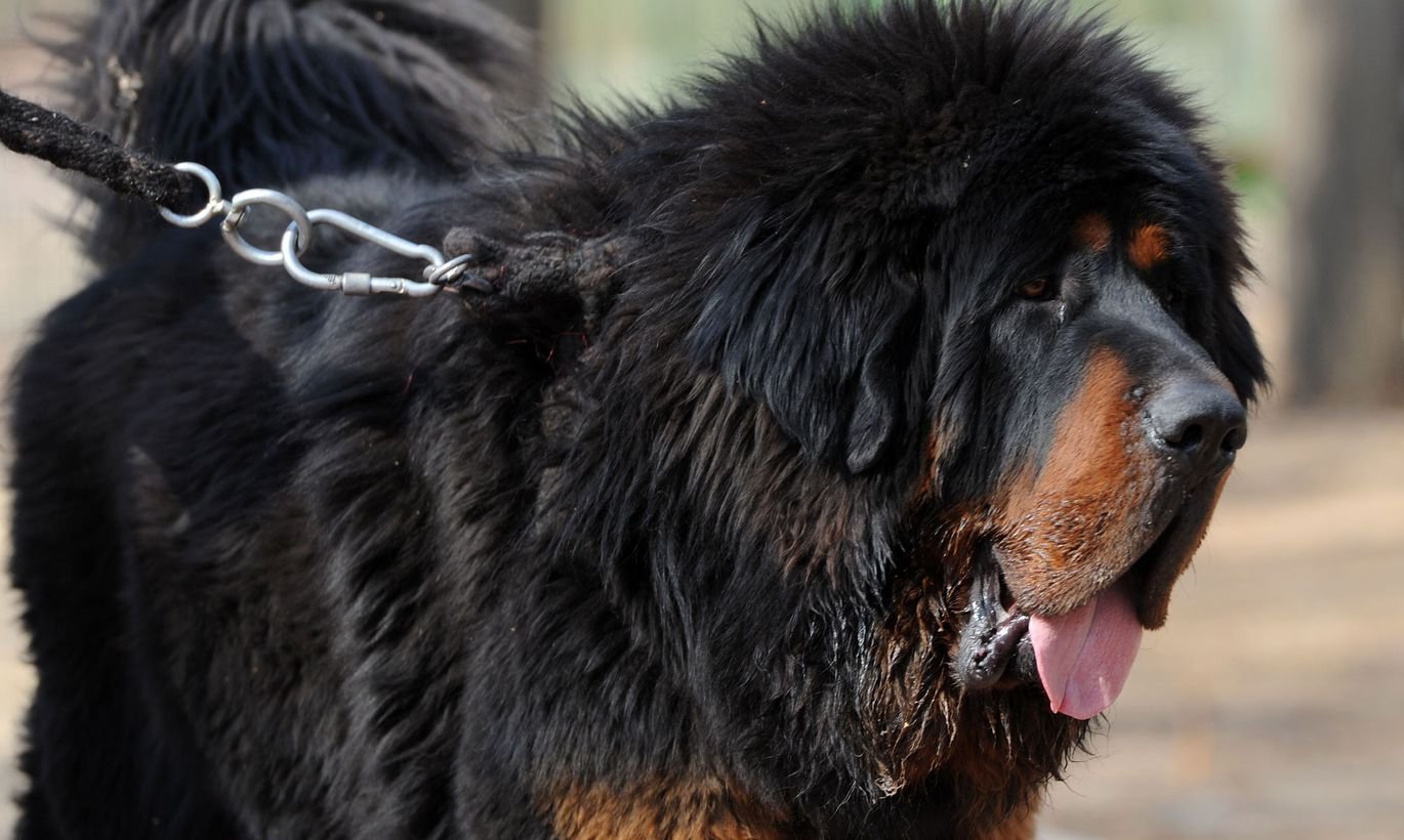 порода собак тибетский мастиф фото