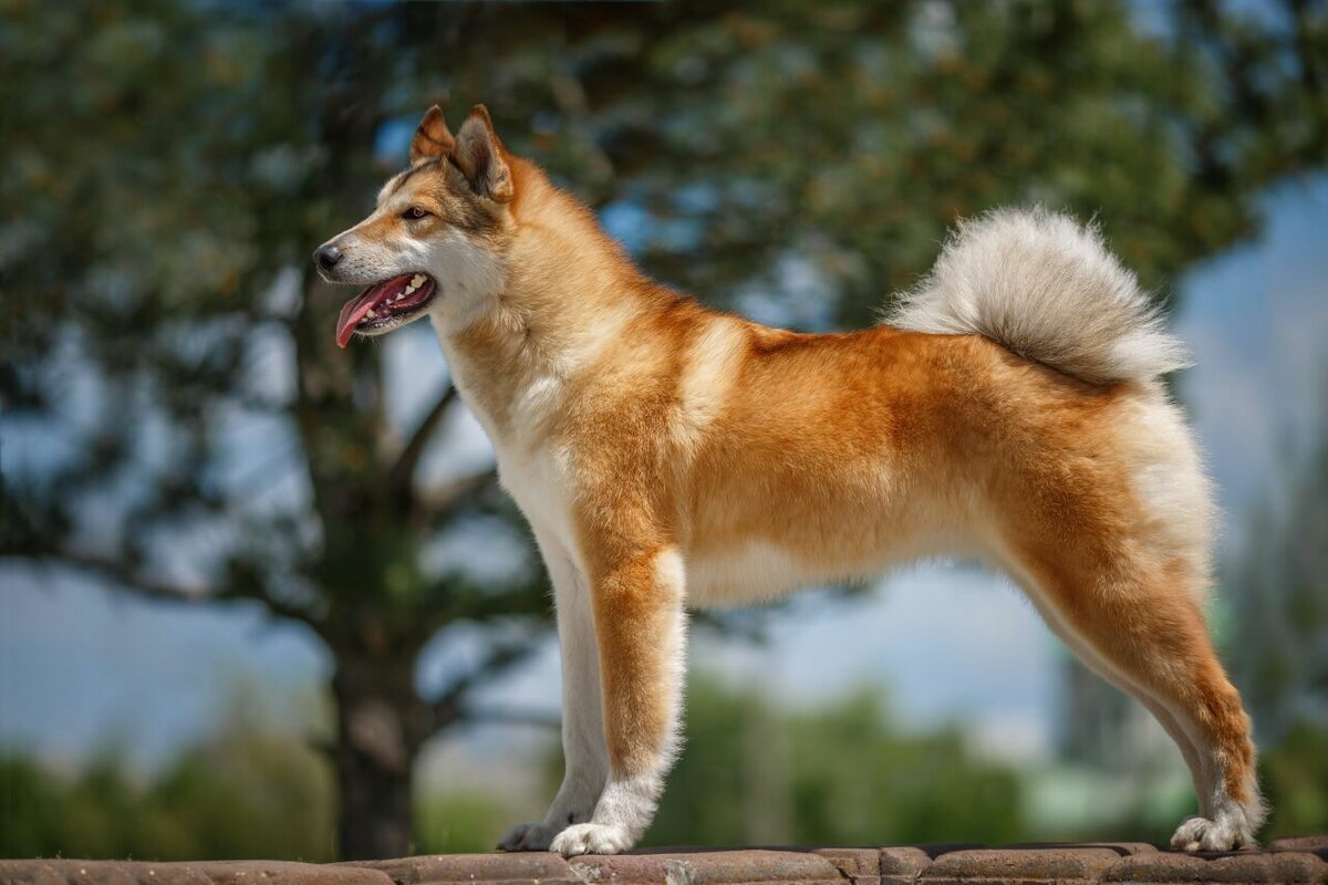Русская лайка фото собаки
