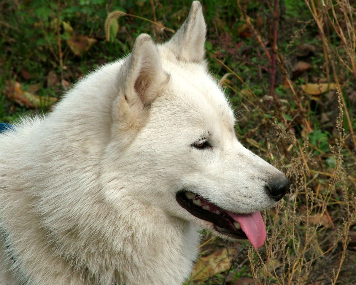 Северная лайка собака фото