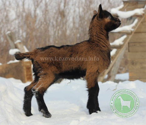 Амир 1 Екатеринаъ.jpg