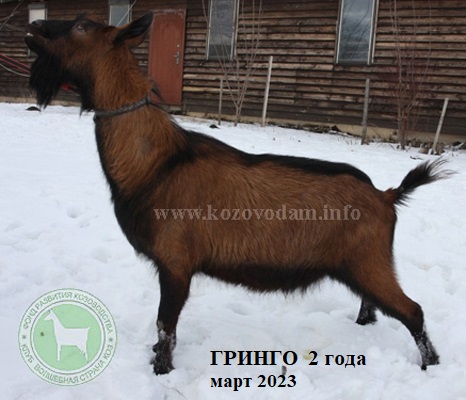 Гринго 2 ЛПХ Смирновских.jpg
