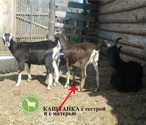 Каштанка  Павлова Елена.jpg