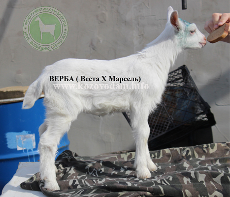 Верба Людмила 65.JPG