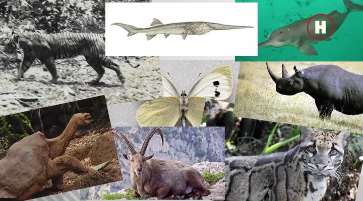 Изображение для Научные сенсации / Новое вымирание видов (2023) WEBRip (кликните для просмотра полного изображения)