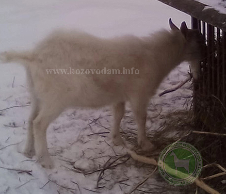 Гриша Oksana061.jpg