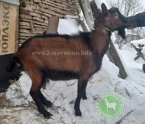 Уругвай 1 ЛПХ Смирновских.jpg