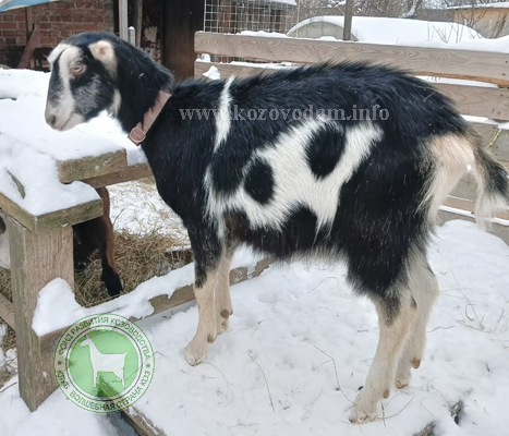 Шурка ЛПХ Маруся.jpg