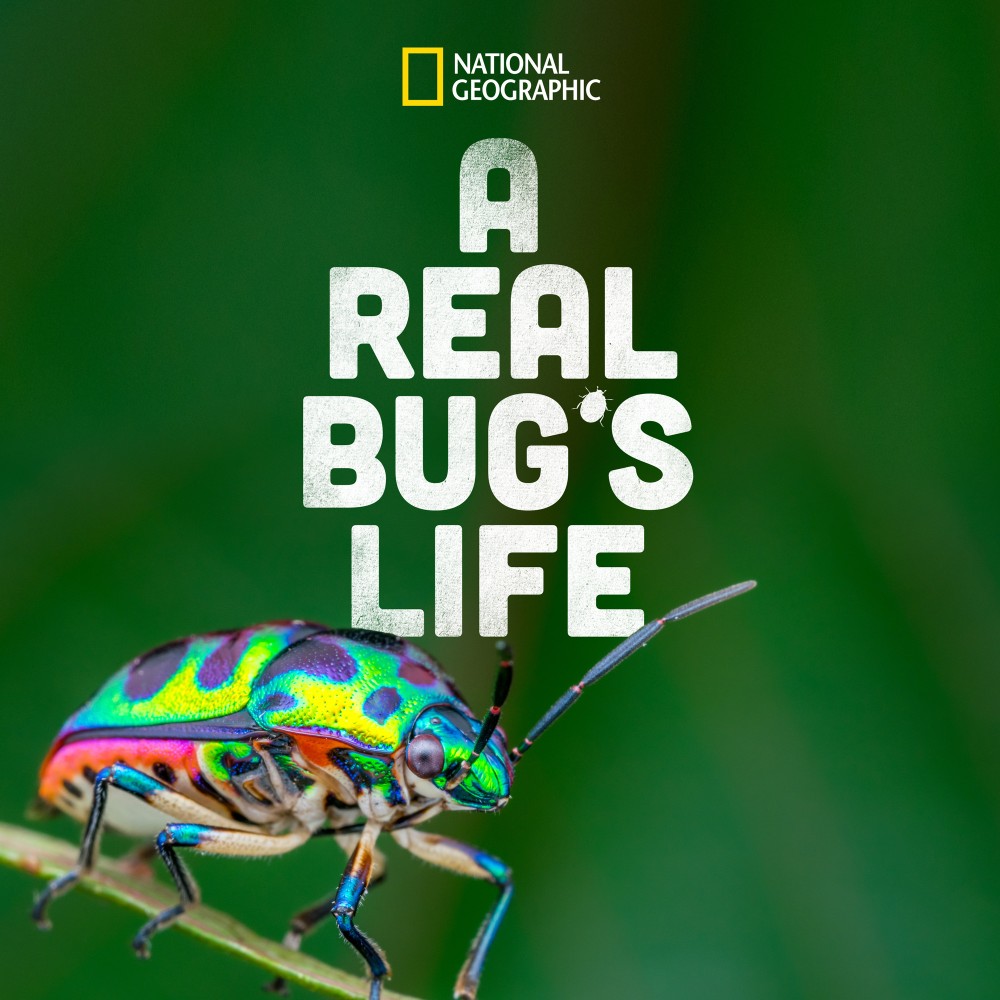A Real Bugs Life S01 [720p] (H264) [6 CH] Be87a79f2877ddac9b8022cbe88bfc7b