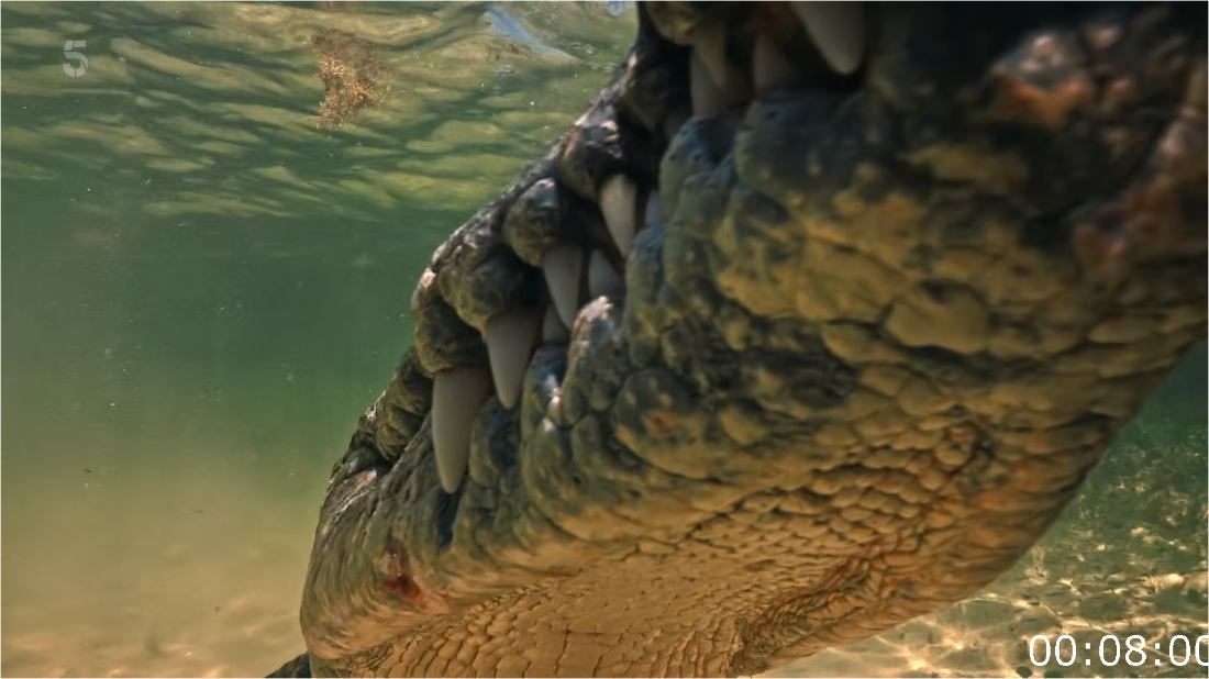 Killer Crocs With Steve Backshall S01E01 [1080p] (x265) Dc5f2a7d0f3e032eb14115794025caf6