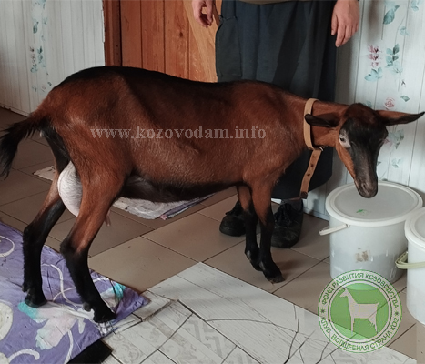 Ромашка 2 Раиса.jpg