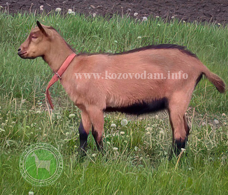 Лиза  Любовь Штанько.jpg