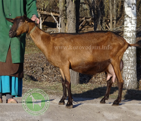 Азарка 3 ЛПХ Смирновских.jpg