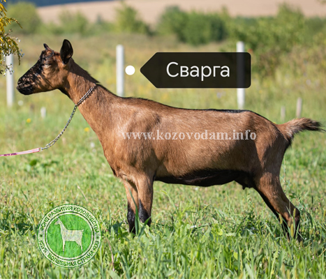 Сварга 1 Karagodina Anastasia.jpg