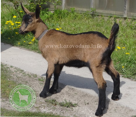 Алтуна 2 ЛПХ Смирновских.jpg