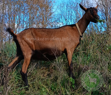 Сонета 2 ЛПХ Смирновских.jpg