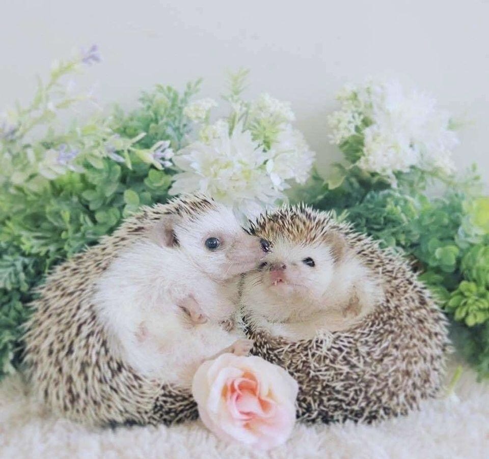 https://i7.imageban.ru/out/2025/05/12/1f621392b9190a59eec5a53f375781a8.jpeg
