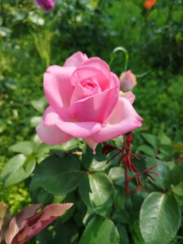 c8658eabf0e28f9afd1ca8d503f38348.jpg