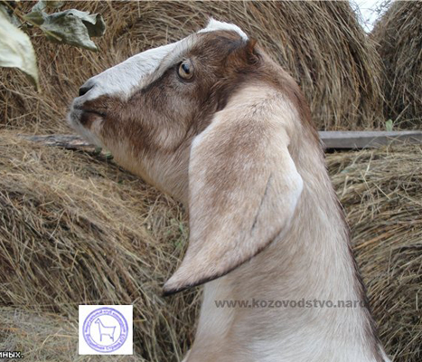 Лаки 2 Крапива Жгучая.jpg