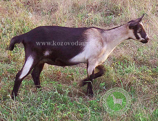 Ганя 1 Demosfen.jpg