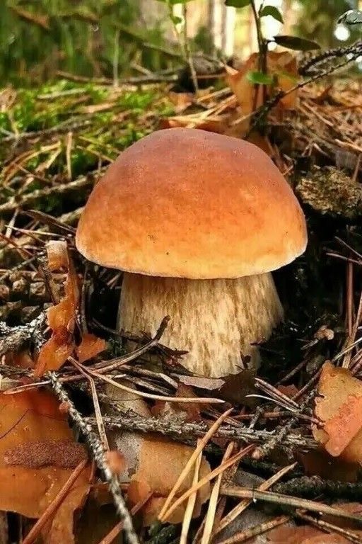 https://i7.imageban.ru/out/2025/09/07/bcea5cd17518b99894d04a8268e2fd12.jpeg