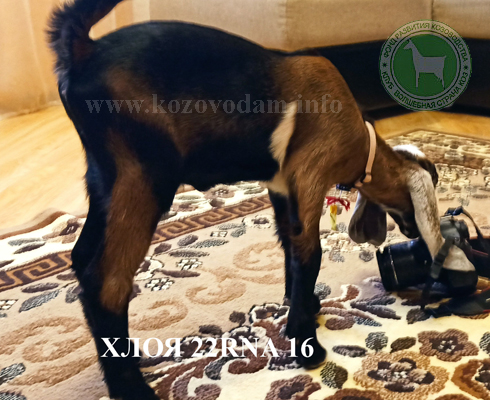 Хлоя 2 Нелина.jpg