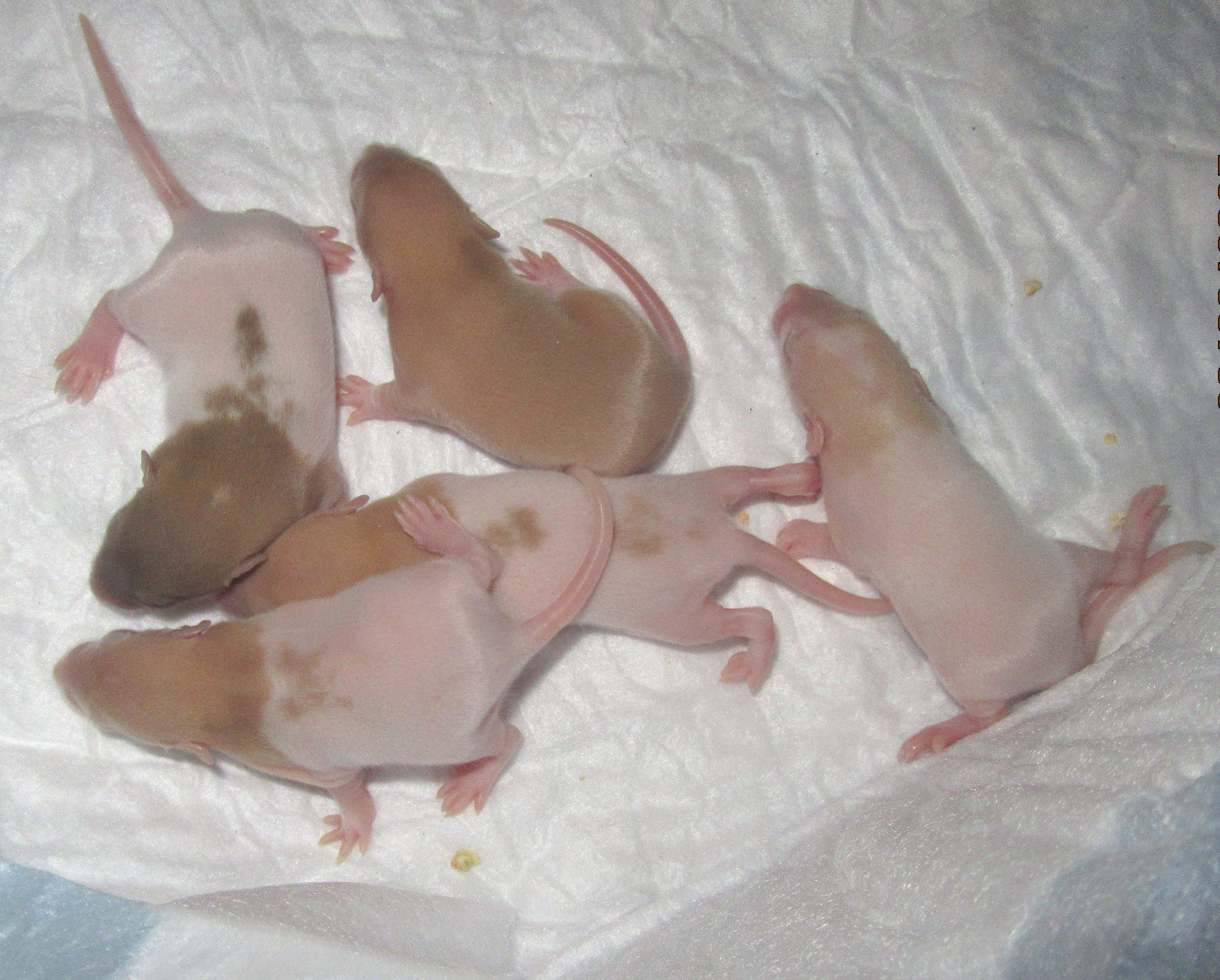 L4 девочки 02.jpg