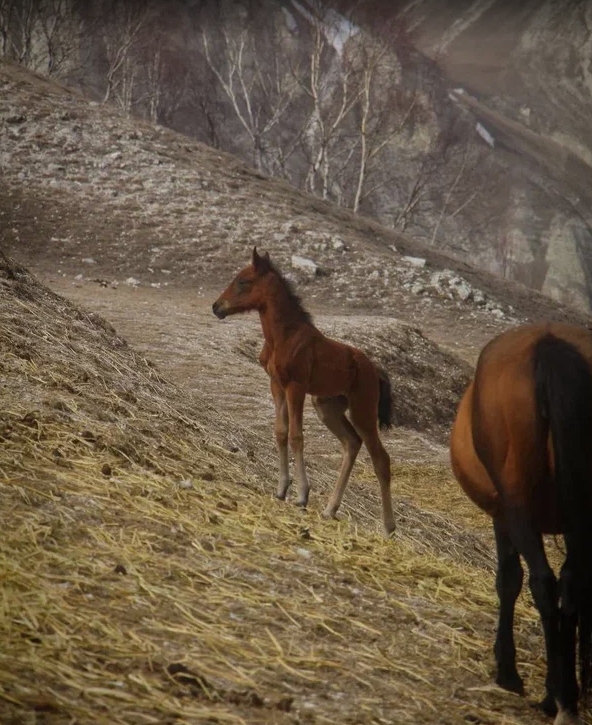 Корпоратив на высоте: когда горы становятся лучшей переговоркой для команды