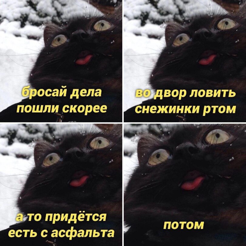 котэ-мемасики-котицыд-9181526.jpeg