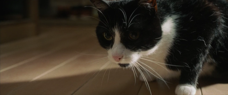 L'homme qui r?tr?cit AKA The Shrinking Man 2025 from seleZen.mkv_snapshot_00.36.52.960.png