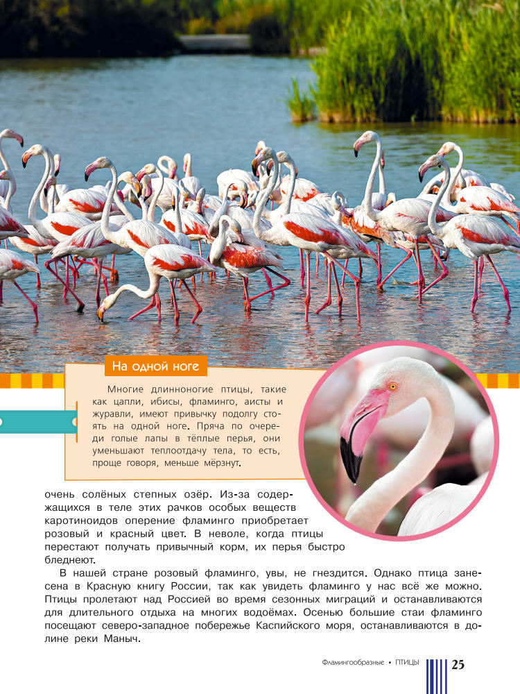 Целлариус Е. Ю. (ред.) - Красная книга России - 2017_pic25.jpg