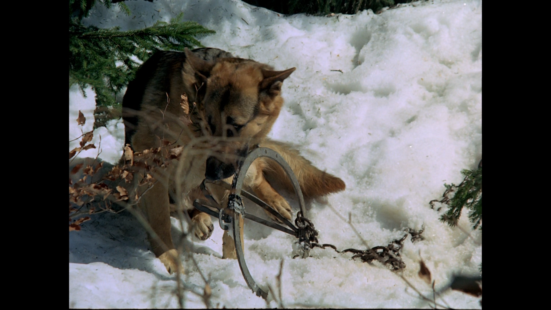 Lone.Wolf.1972.BDRemux.1080i.mkv_snapshot_00.21.21.610.png