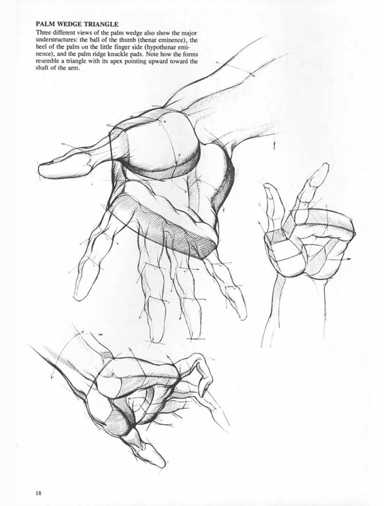 Drawing Dynamic Hands_pic15.jpg