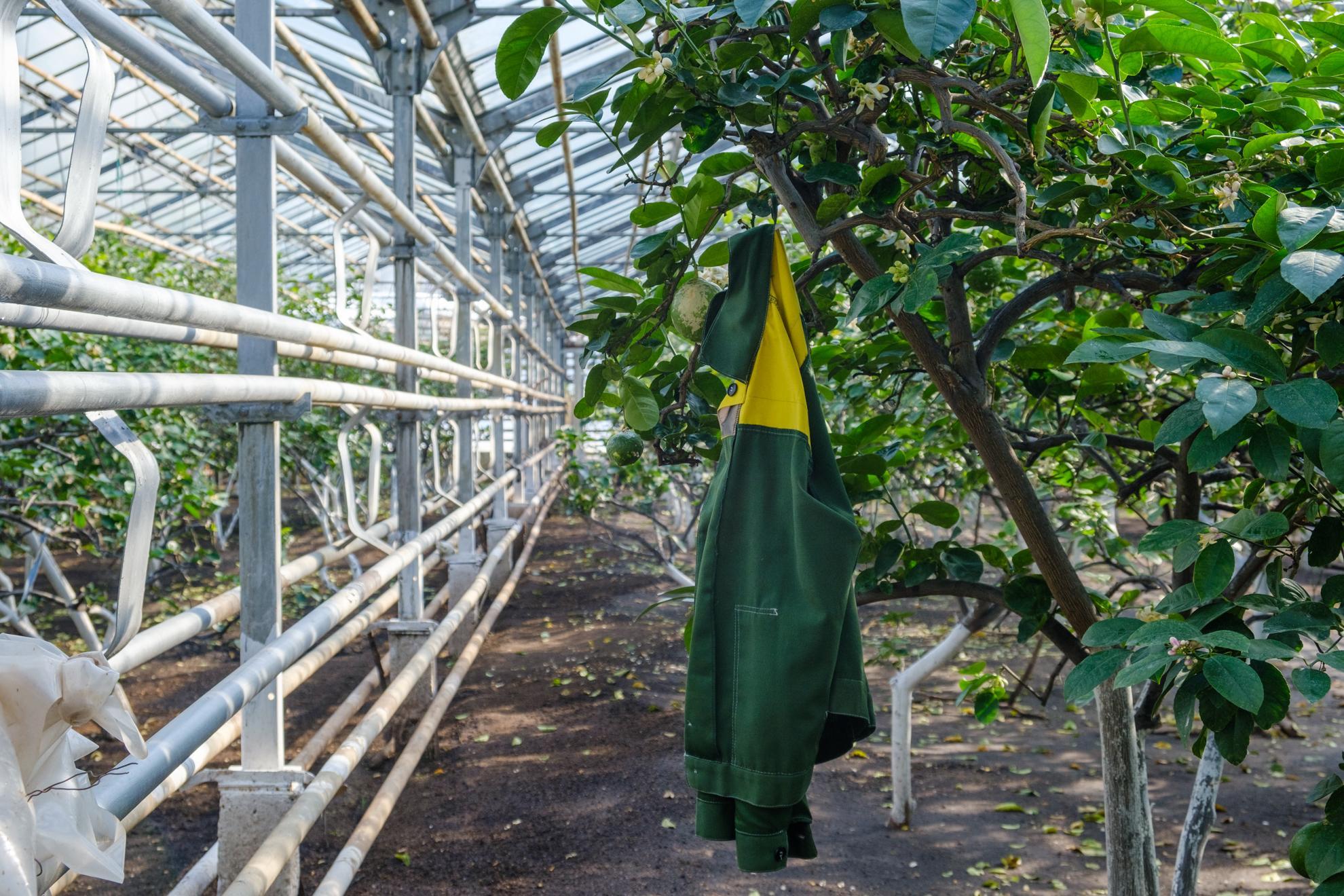 Пермским дачникам грозит тюрьма за выращивание запрещённых растений